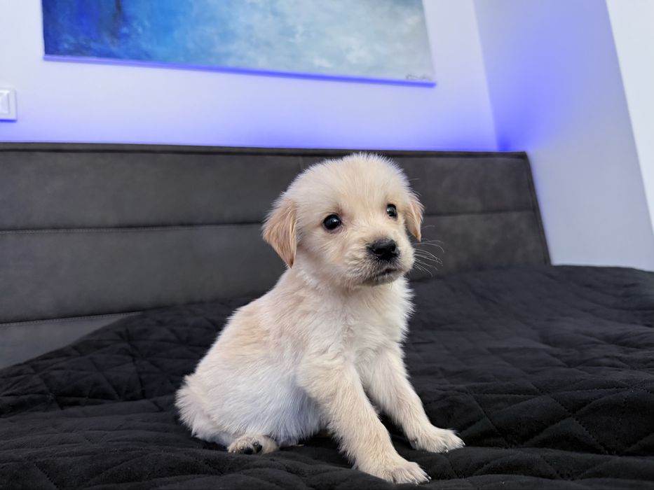 Чистокръвен мъжки голдън ретрийвър / golden retriever