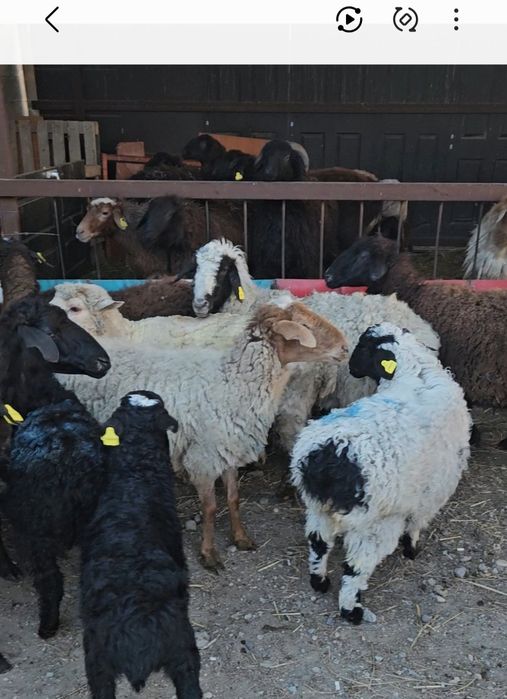 КозлыКой Сатылады