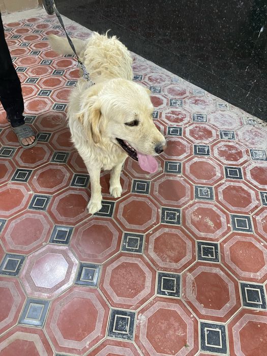 Чистокровная Голден Ретривер срочно