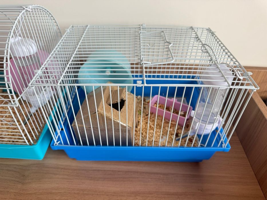 Хомяки, отдам даром, 2шт