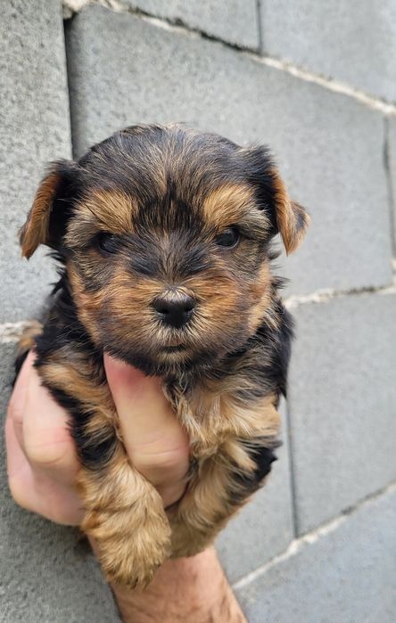 Йоркширски териер  - мини!!!