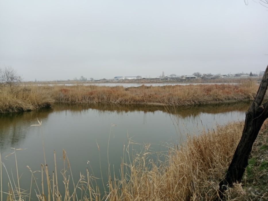 Рыбное хозяйство. Скотоводство