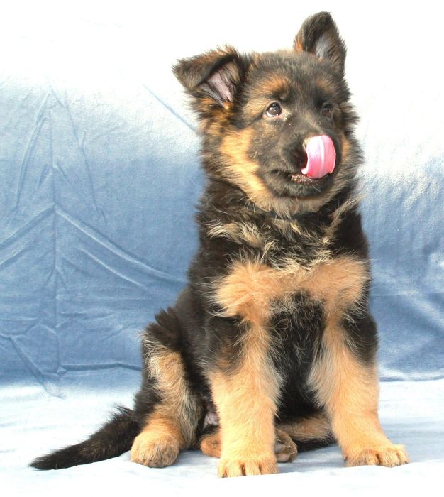 Щенки Немецкой овчарки