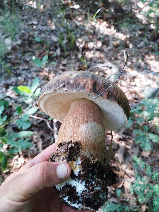 Диворастящи гъби