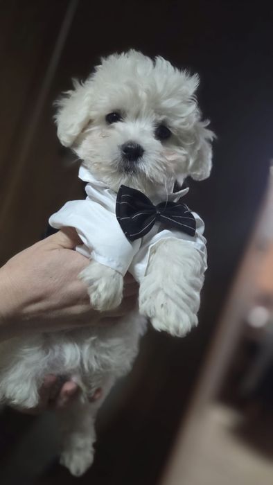 Puiuți adorabili bichon talie mică