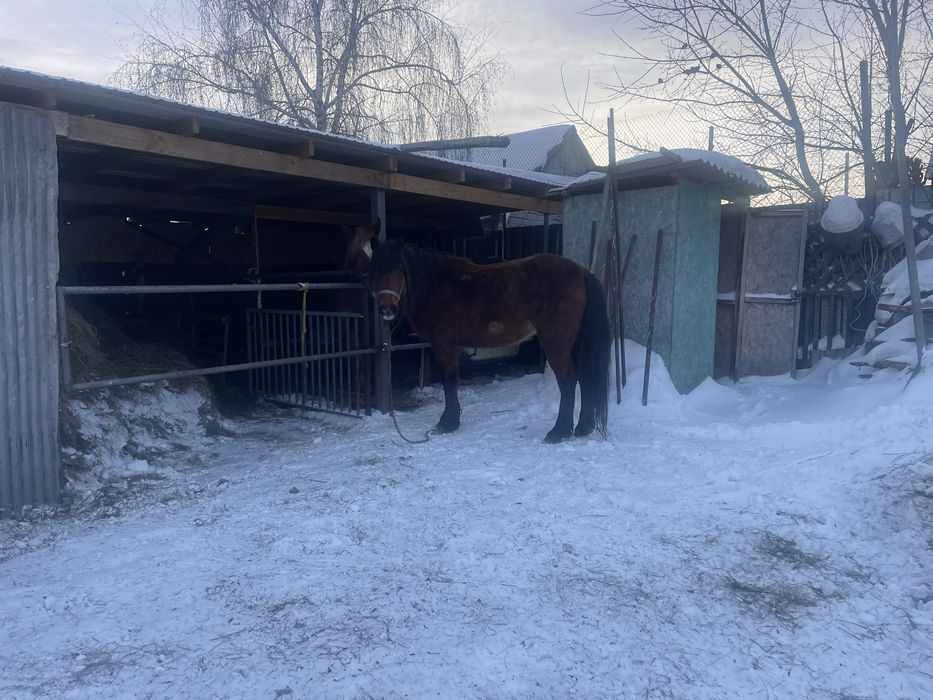 Продам кобылу с откорма