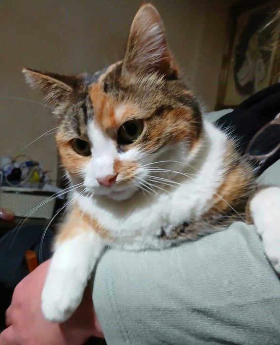 Adoptie pisica calico castrata Lilisor