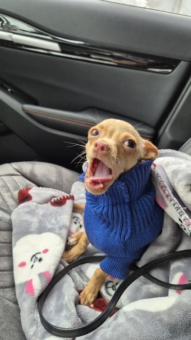 Кобель Чихуахуа!!!