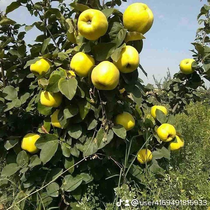 Mevalı köchatlar ıshonchlı va arzon