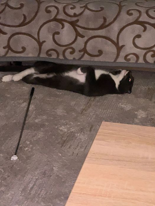 Кот вислоухий, добрый ласковый чистоплотный , красивый