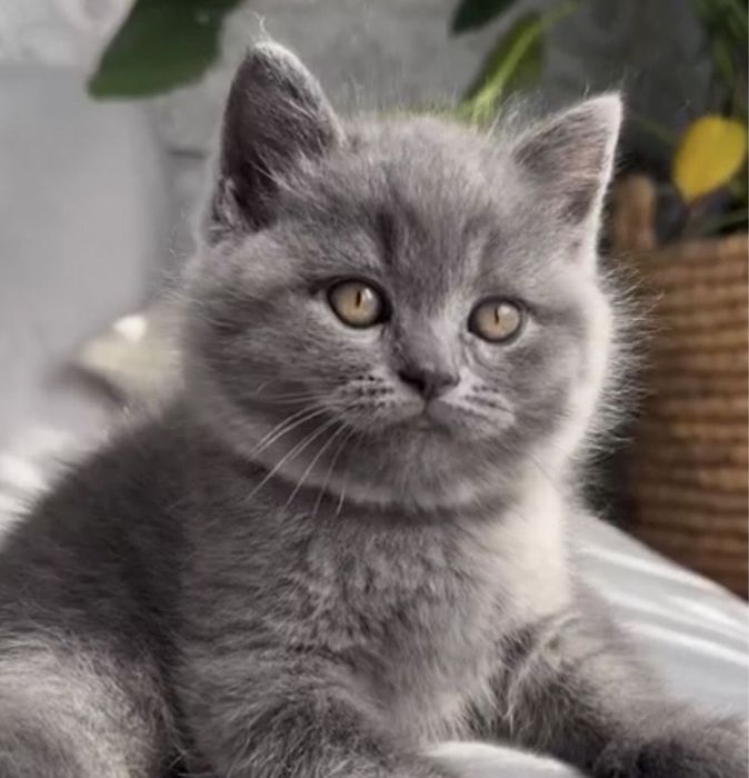 British shorthair