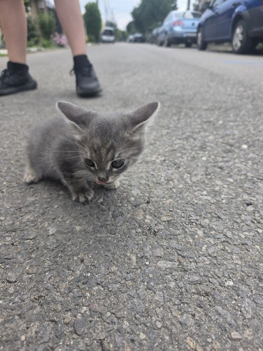Pui pisica adopție