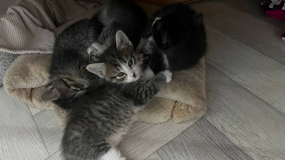 Котят в добрые руки