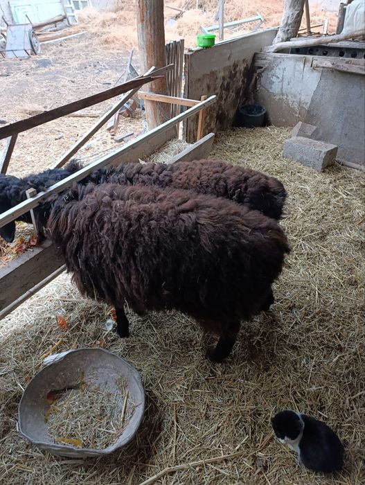 Bitta quchqor bitta moda barra sotiladi 7.5mln