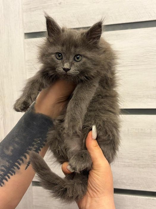 Мейн-кун мальчишки