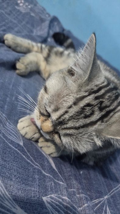 Шотландская прямоухая кошка