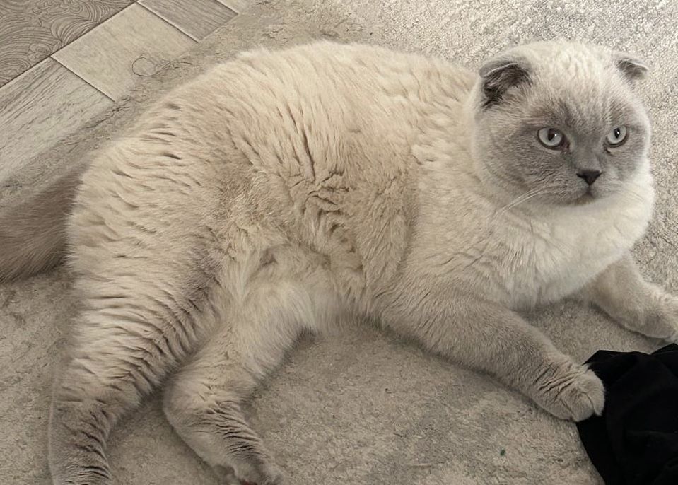 Отдам кота-милашку в добрые руки