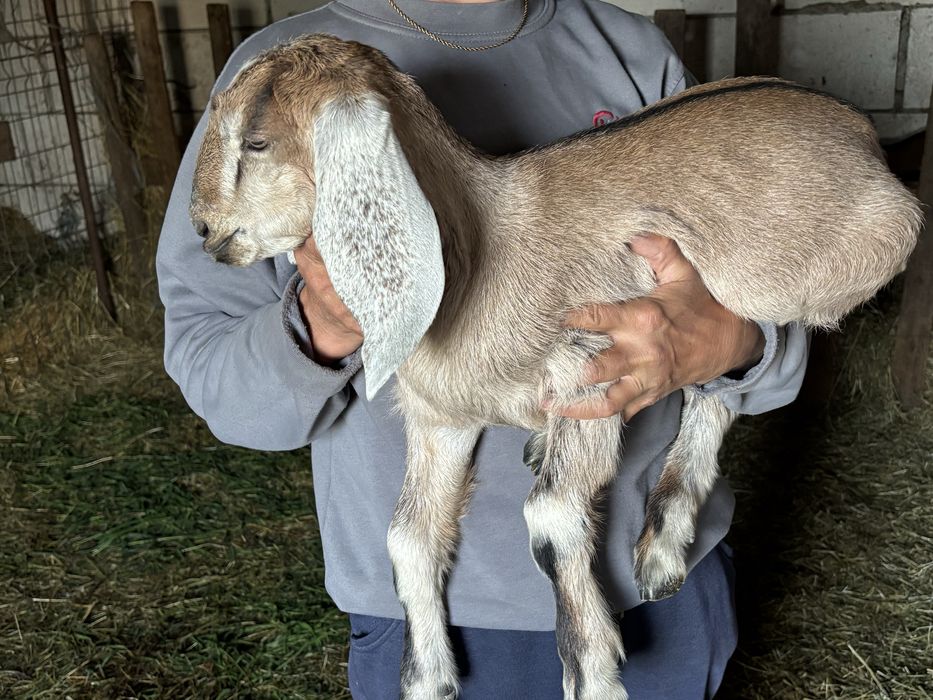 Iezi anglonubieni rasa pura