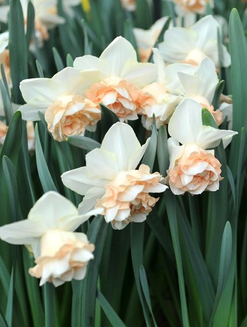 Рассада цветов для двора