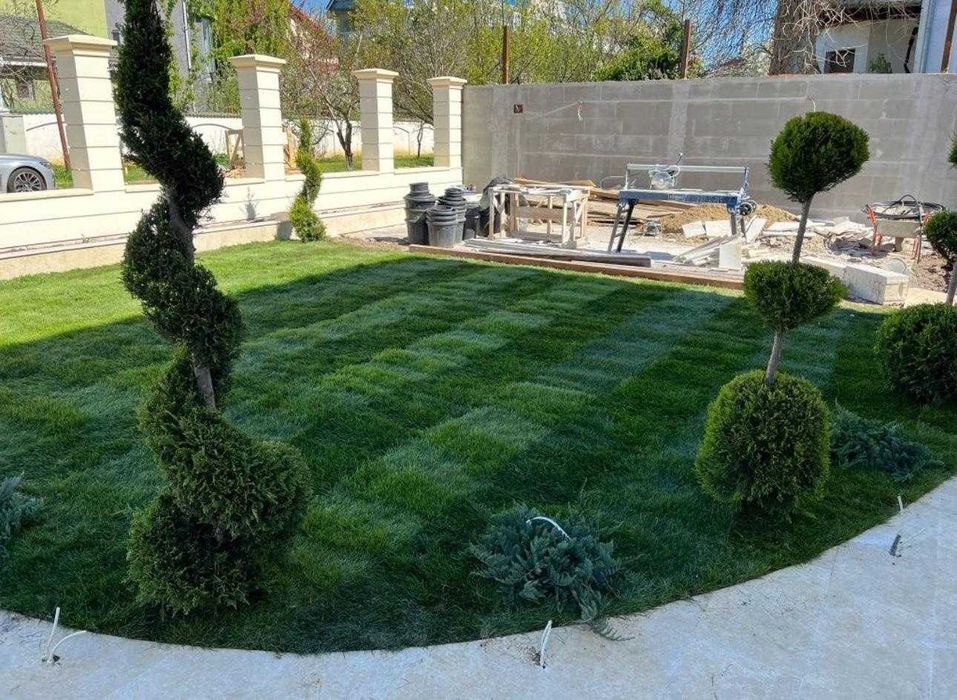 Arbori de Umbră și Soluții Verzi pentru Curtea Ta | Eco Garden