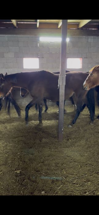 Продам кобылу !!