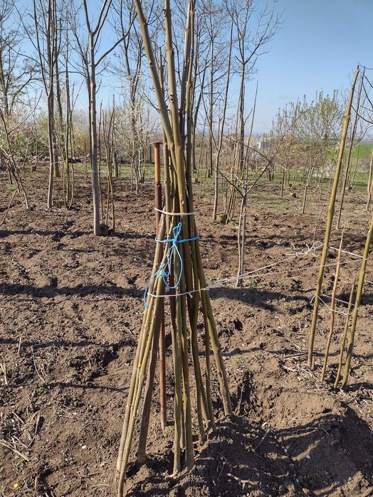 Продава Пауловния томентоса