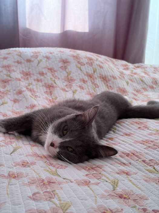 Шотландская прямоухая кошка