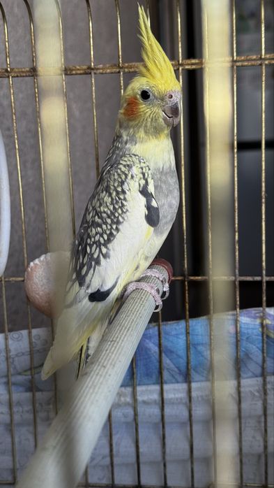 Попугай корелла