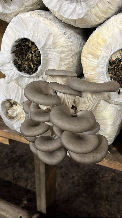 Гриб вешенка