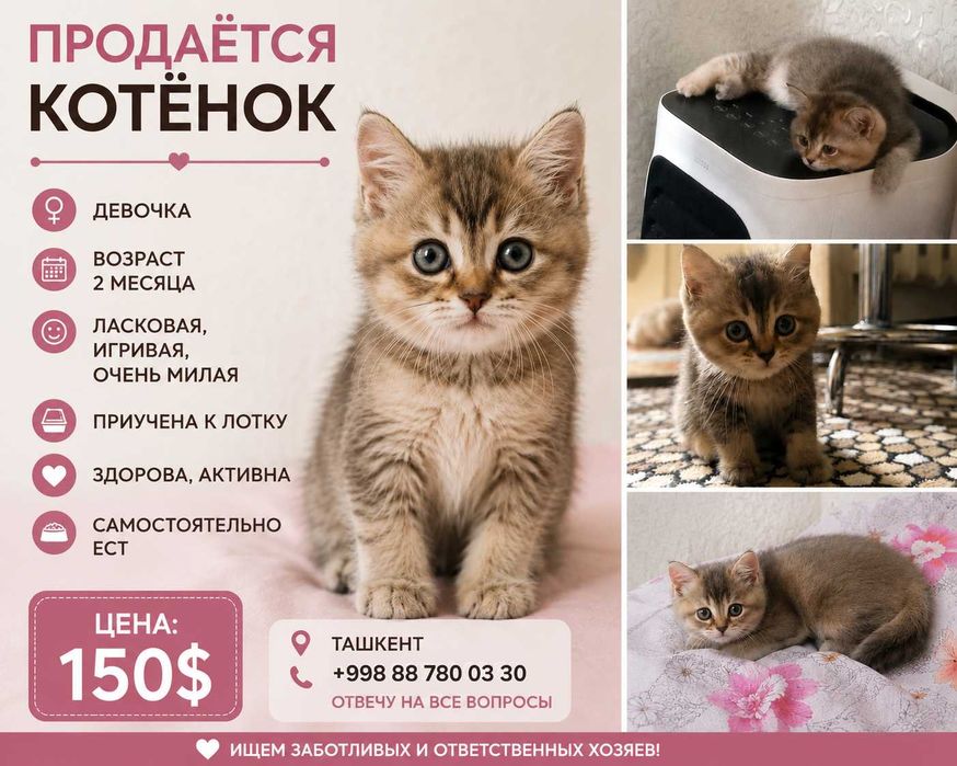 Продам чистокровного котёнка
