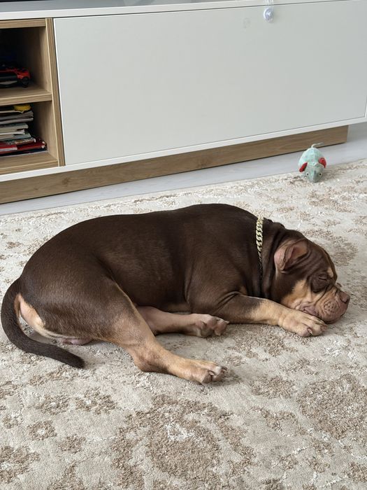American Bully Pocket cu pedigree, 7 luni
