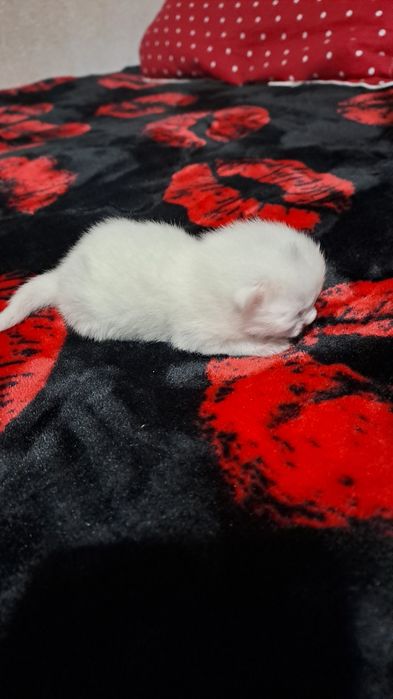 Mushuk soglom skot folt 1 ta bolasi bor