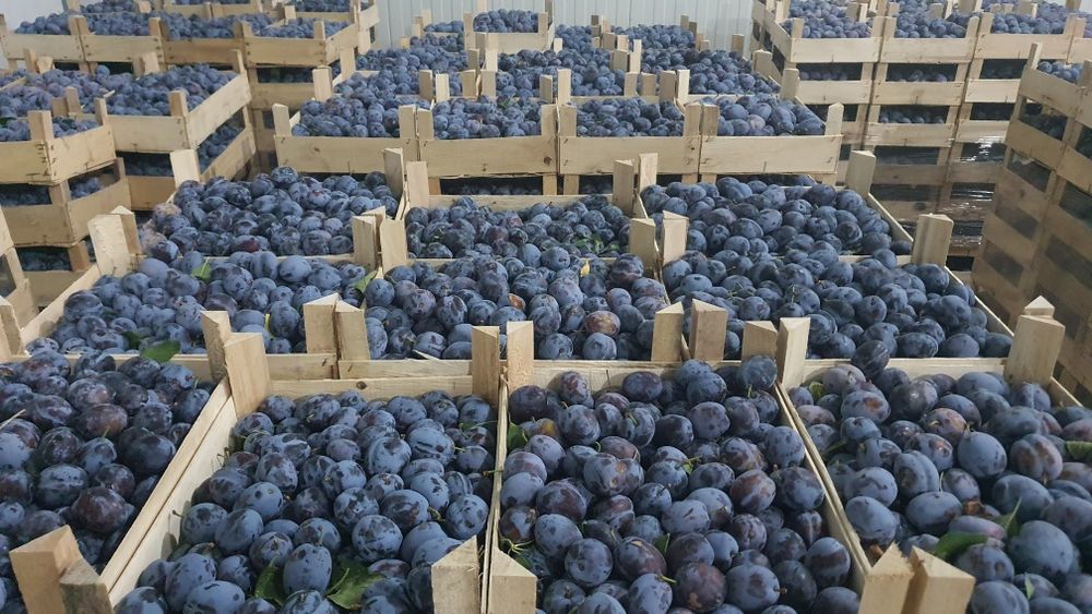 Prune de vanzare