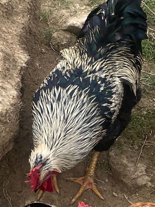 Қораз жағдайы жақсы