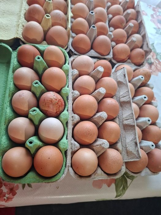 De vânzare ouă proaspete