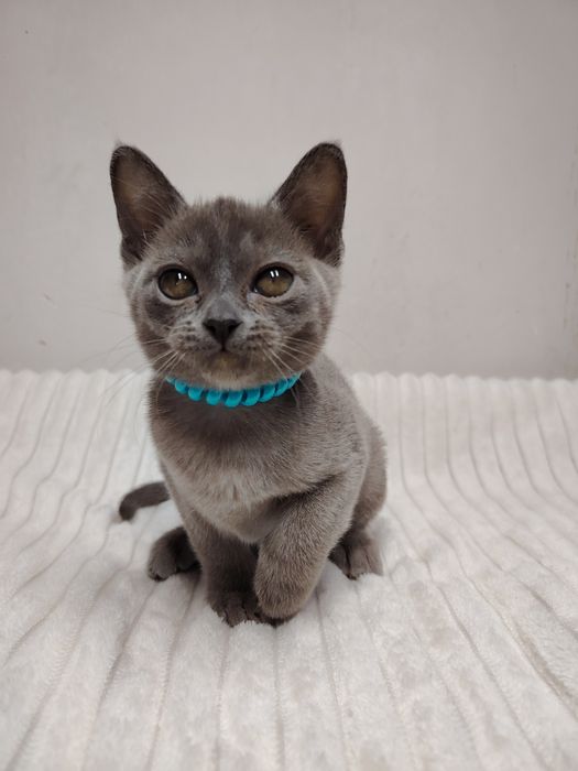 Европейская бурма