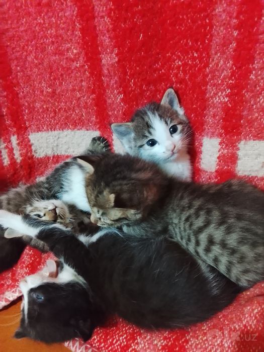 Котята удобные руки