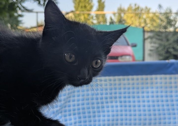 Отдам котят в добрые руки