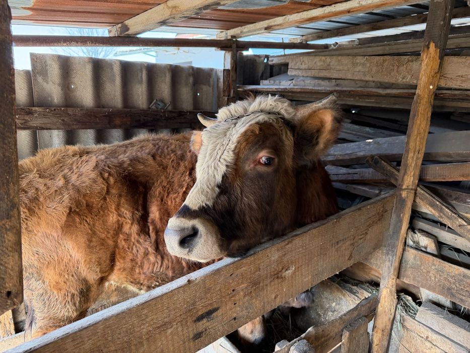 Бычок, 2 года Белогововый