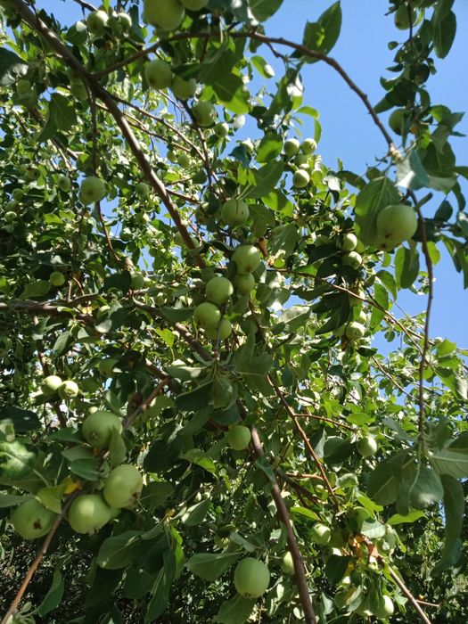 Большой дачный участок