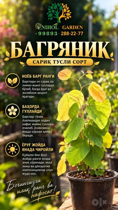 Канадский багряник новый сорт