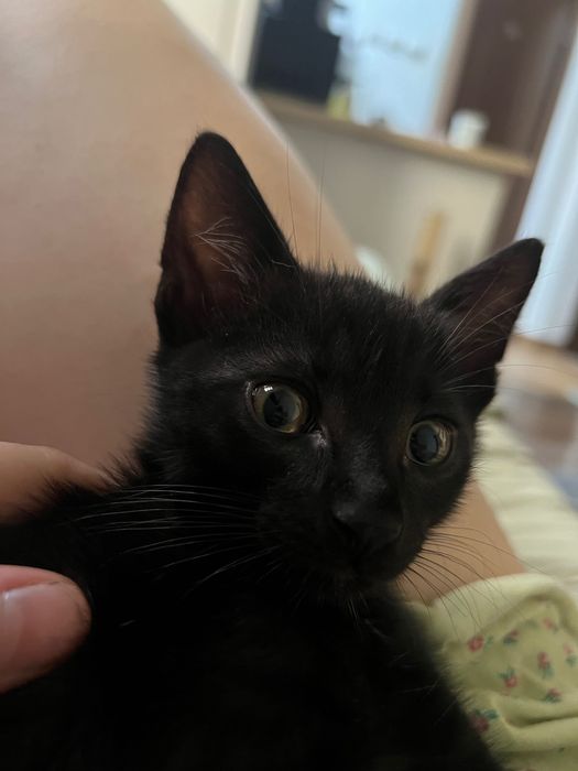 Adopție motănel