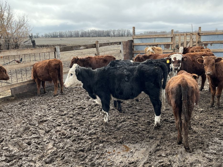 Баспактар сатылады  ……..