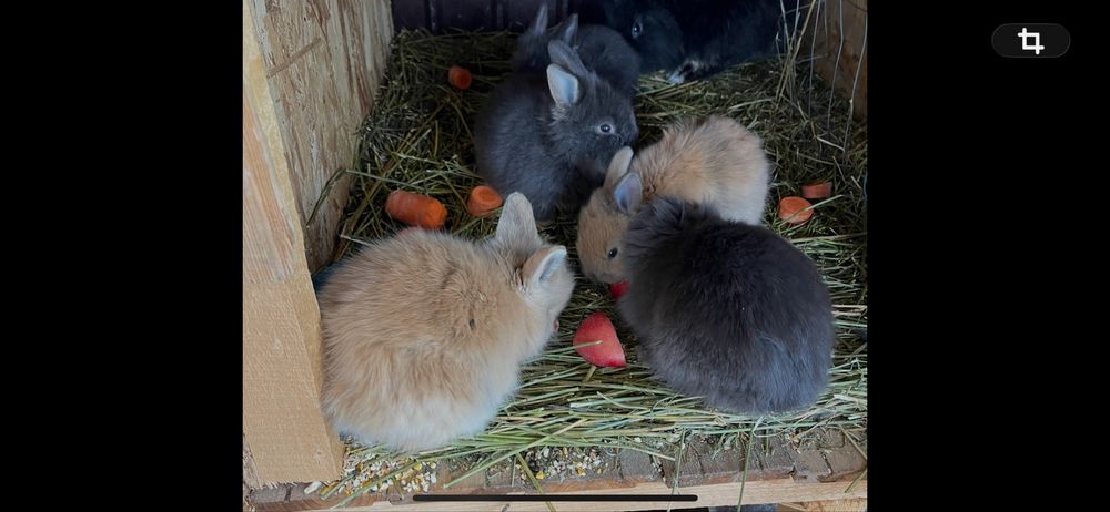 Iepurasi pentru Sarbatorile Pascale