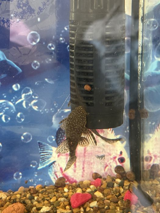 Аквариум балықтарымен бірге