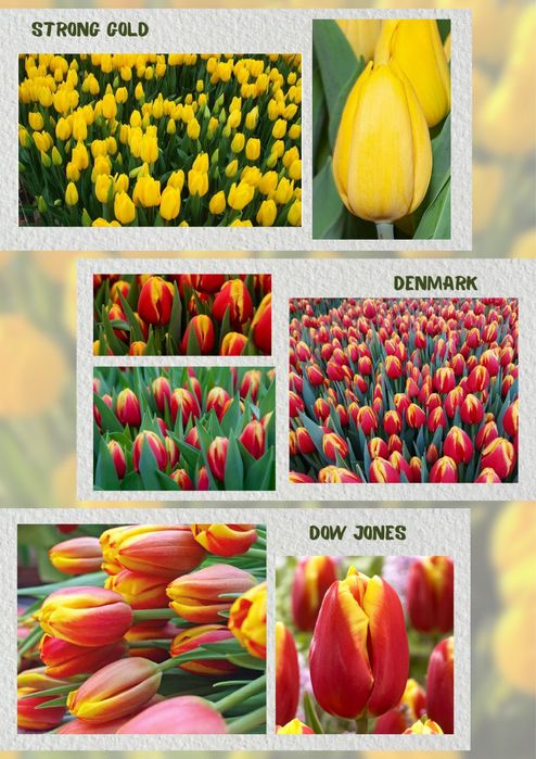 Тюльпаны к 8 марта !