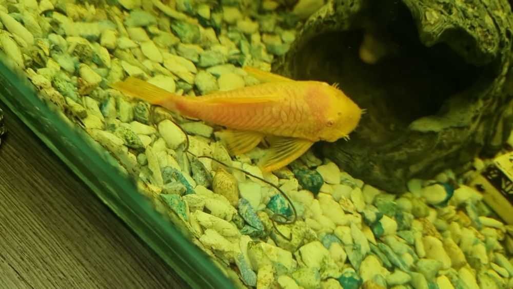 Рыбы аквариумные