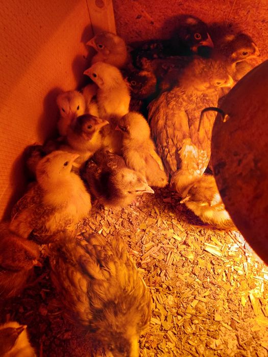 Vand pui tasa mixta de carne si puide gaina brahma maimulte soiuri gai