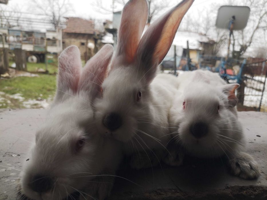 Iepuri Hycole Francez – rasă bună pentru carne