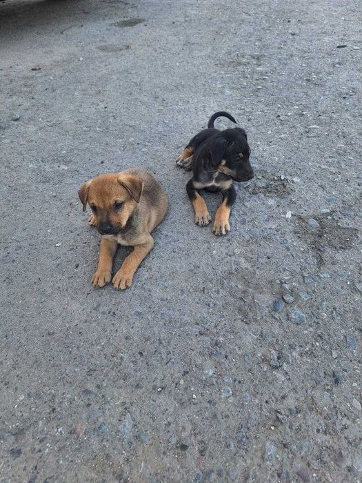 Отдам в хорошие руки